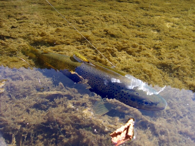 Une truite nage dans une rivière peu profonde avec un fond recouvert d'algues et de feuilles mortes.