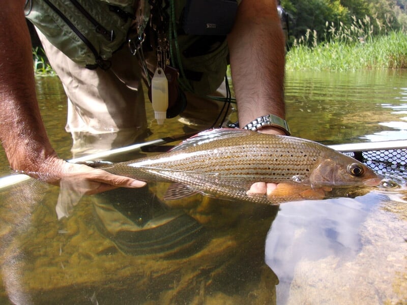 Un pêcheur montre une grosse truite grise tenue au-dessus de l'eau dans une rivière claire et calme.