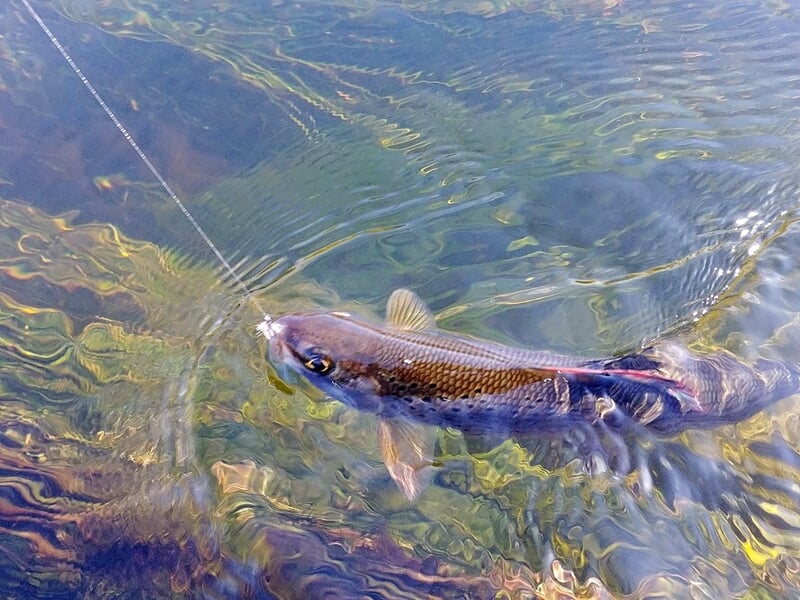 Gros plan sur un poisson accroché à une ligne de pêche, nageant dans une eau claire et peu profonde.