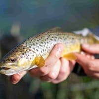 avis Stage de Pêche Sportive près de Troyes - Pêche de la Truite en Seine