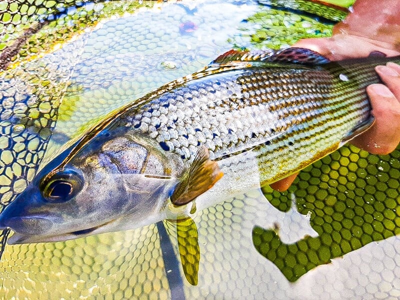 Gros plan sur un poisson rayé argenté tenu au-dessus d'un filet de pêche dans l'eau claire d'une rivière.