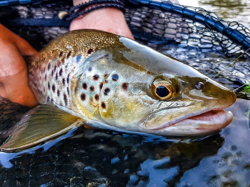 Poisson brun tacheté dans un filet tenu par une main au-dessus de l'eau, capturé lors d'une sortie de pêche.