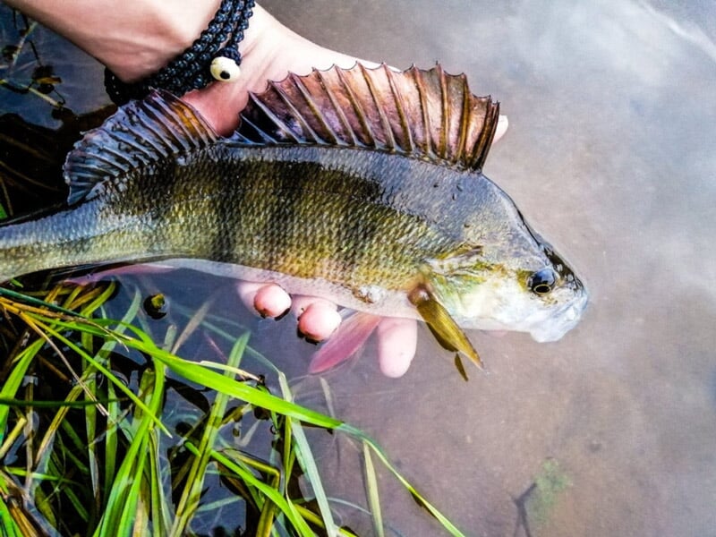 Poisson jaune rayé tenu à deux mains au-dessus de l'eau peu profonde, avec des herbes aquatiques visibles.