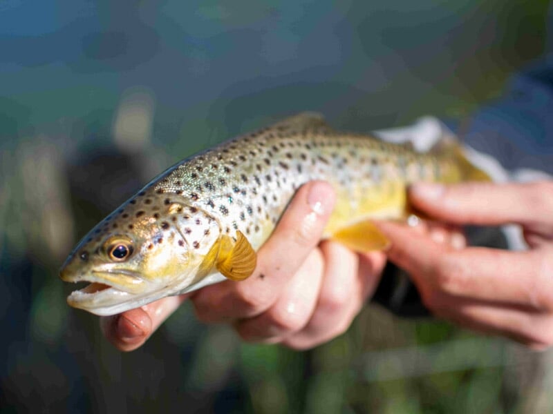 Poisson brun tacheté tenu délicatement à deux mains, prêt à être relâché dans son habitat naturel.