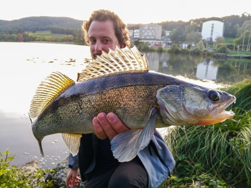 Homme tenant un gros poisson avec des nageoires dressées, au bord d'un lac en fin de journée.