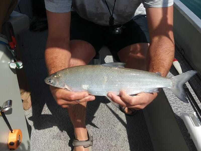 Stage de Pêche en Bateau près de Bourg-en-Bresse - Lac de Nantua