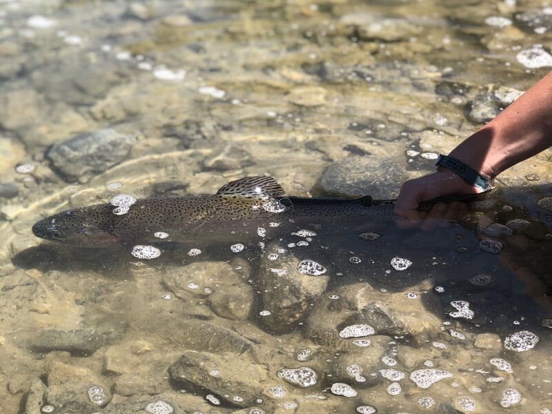 Poisson dans l'eau claire tenu par une main, pêche en rivière avec bulles à la surface de l'eau.