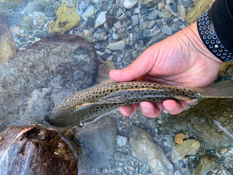 Main tenant un poisson tacheté au-dessus d'un fond de rivière rocheux, pêche en milieu naturel.