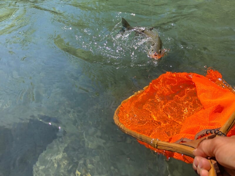 Poisson sautant hors de l'eau près d'une épuisette orange tenue par une main, pêche en rivière.