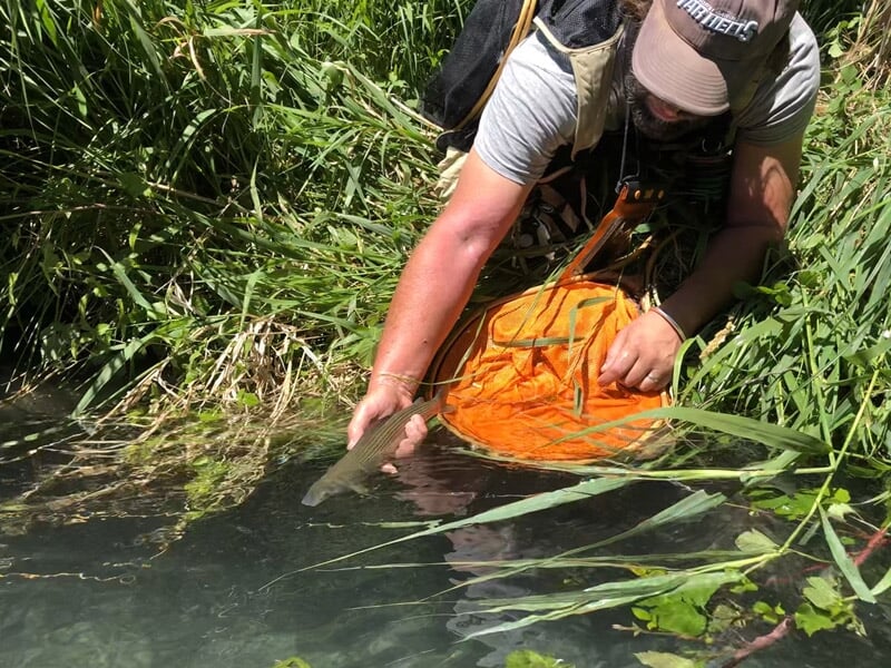 Pêcheur en tenue de pêche relâchant un poisson dans une rivière entourée de végétation dense.