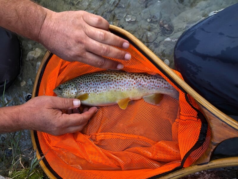 Poisson tacheté posé dans une épuisette orange tenue par deux mains, pêche en rivière avec eau claire.