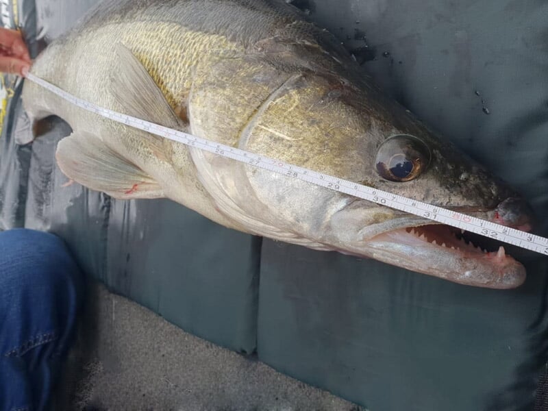Un gros brochet est mesuré avec un mètre ruban blanc posé sur son corps, sur un tapis de pêche gris.