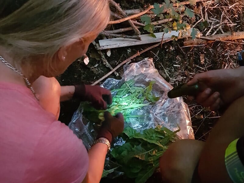 Personne préparant des feuilles vertes sous une lumière artificielle dans un environnement naturel.