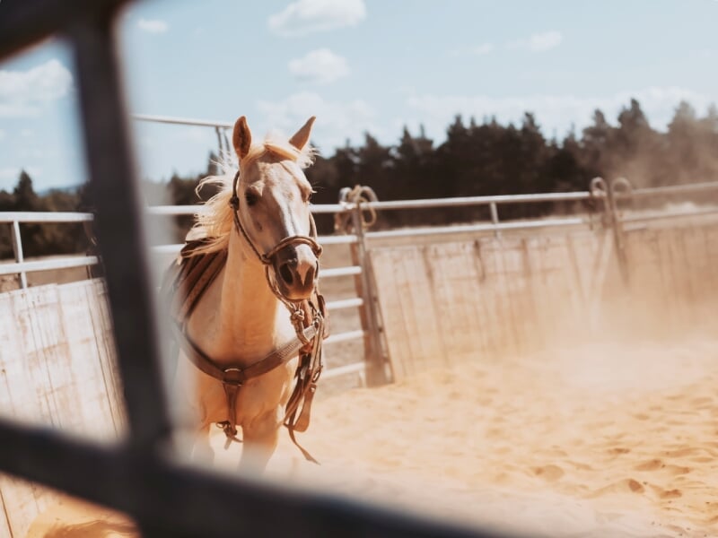 débourrage d'un cheval en rond de longe