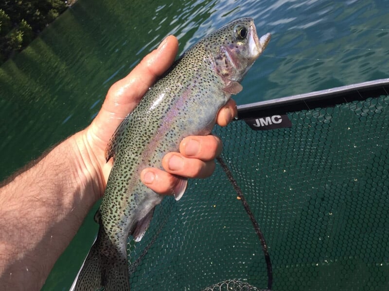 Main tenant une truite arc-en-ciel fraîchement pêchée au-dessus d'un filet vert sur un lac calme.