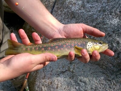 Stage de Pêche Sportive près d'Ajaccio - Pêche à la Mouche dans les rivières de Corse