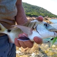 avis Stage de Pêche en Mer près d'Ajaccio - Découvrir la Pêche en Bord de Mer