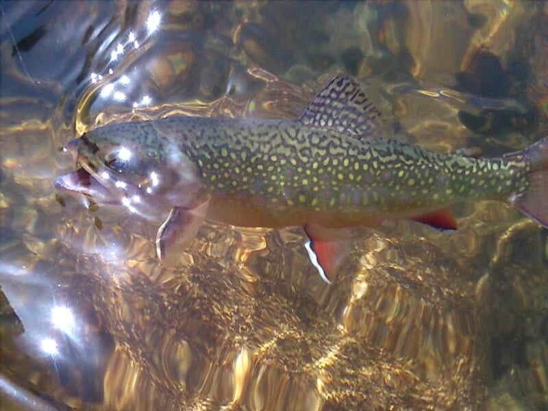 Poisson coloré avec des taches jaunes et rouges tenu au-dessus de l'eau claire par une main de pêcheur.