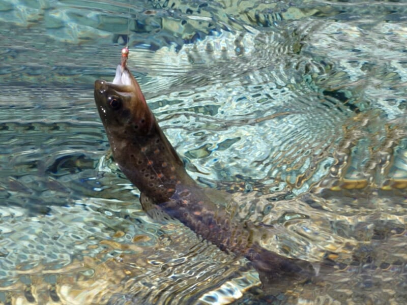 Poisson sombre accroché à un hameçon dans l'eau claire avec des reflets et des ondulations visibles.