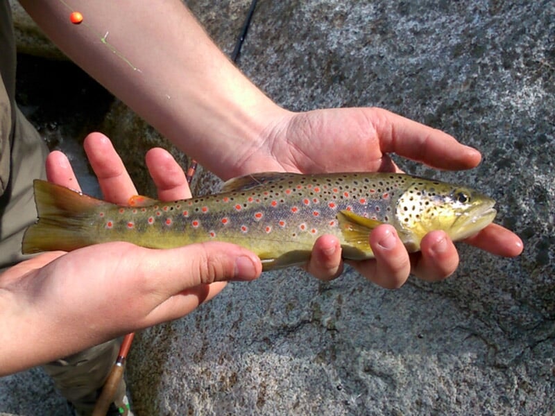 Poisson brun avec des taches rouges tenu par deux mains au-dessus d'une surface rocheuse.