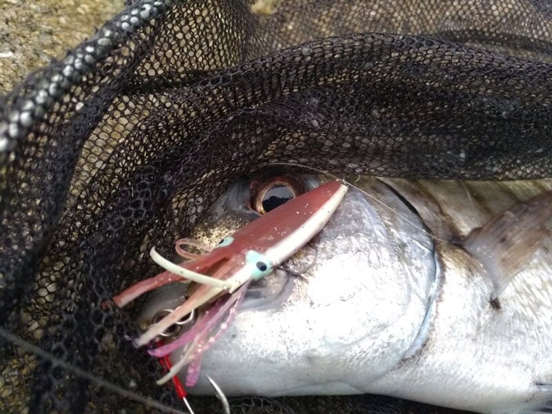 un sar attrapé aux leurres dans un filet de pêche
