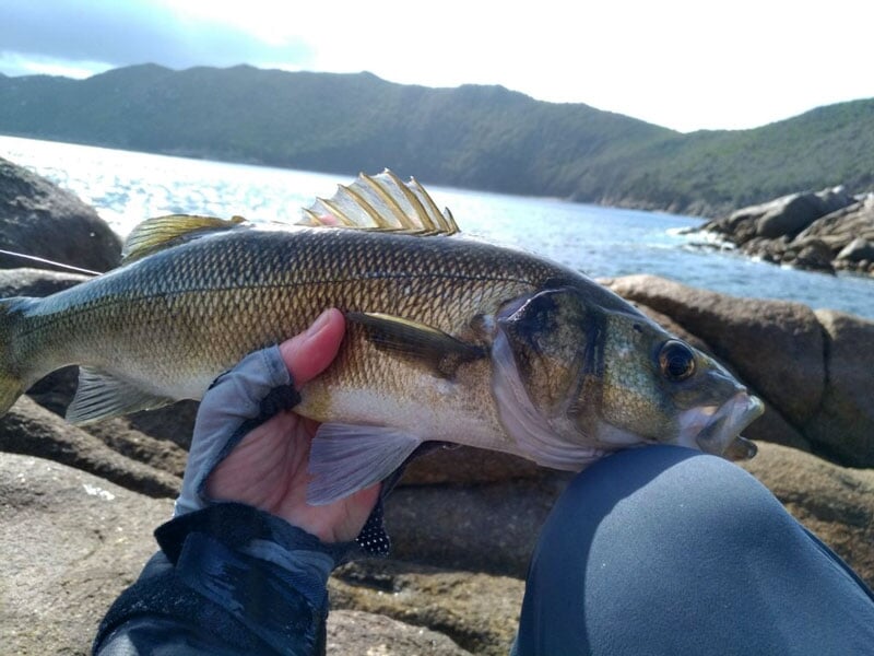 un loup dans la main d'un pêcheur