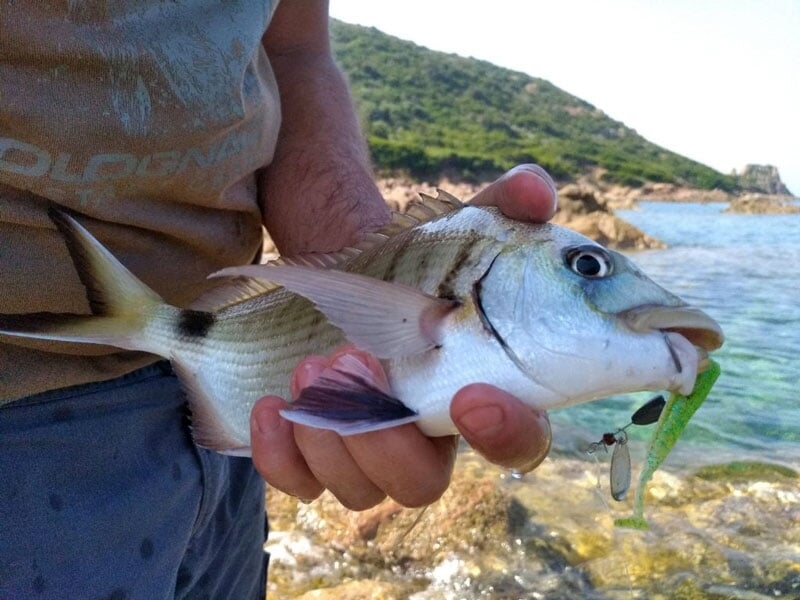 un pêcheur tient un sar devant un bord de mer