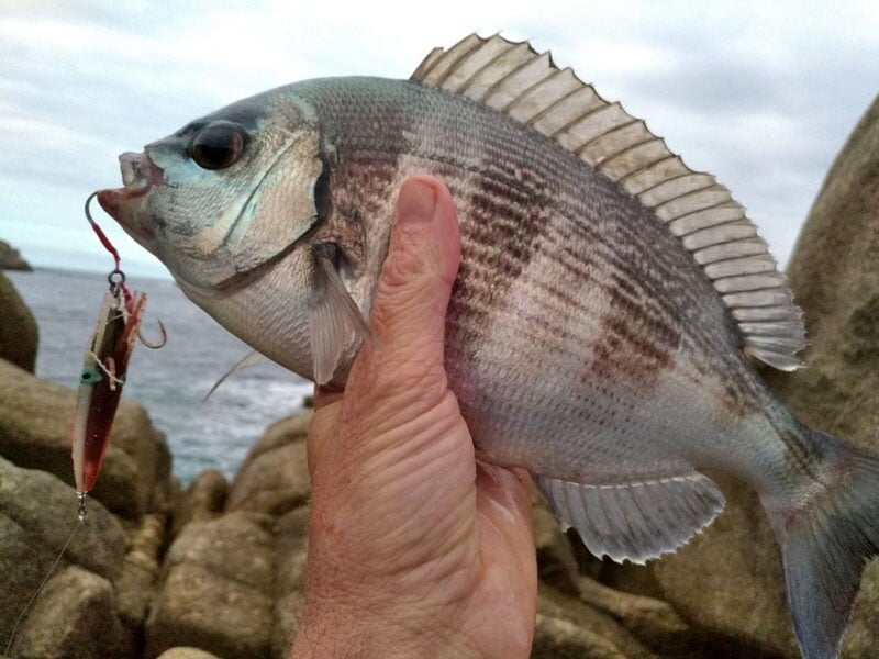 une dorade grise tenue par un pêcheur