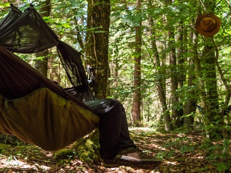 Une personne se repose dans un hamac suspendu entre les arbres dans une forêt dense et verdoyante.