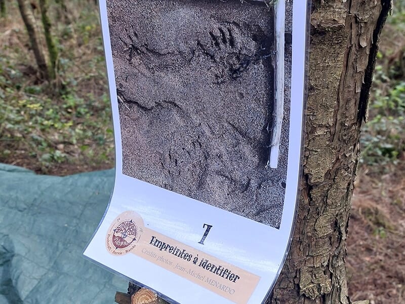 Feuille plastifiée accrochée à un tronc d’arbre montrant des empreintes d’animal sur sol sableux, accompagnée d’un bâton pour l’échelle et du texte « Empreintes à identifier ».