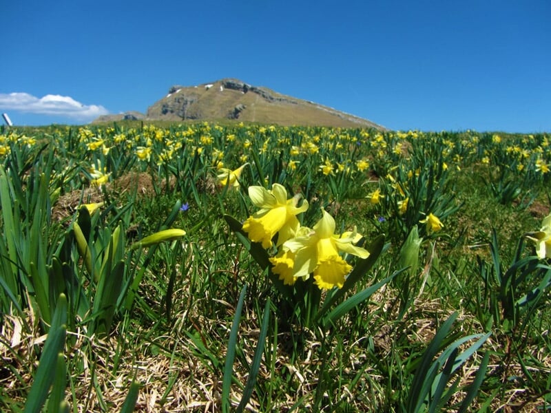 Champ de jonquilles jaunes en pleine floraison sous un ciel bleu avec une montagne en arrière-plan