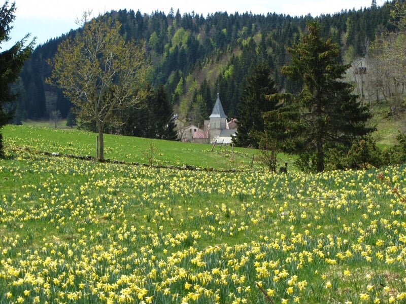 Prairie verdoyante couverte de jonquilles avec un arbre et un bâtiment au loin dans un paysage forestier
