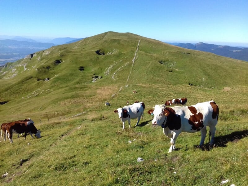 Vaches brunes et blanches paissant sur une colline herbeuse avec un sentier et des montagnes en arrière-plan