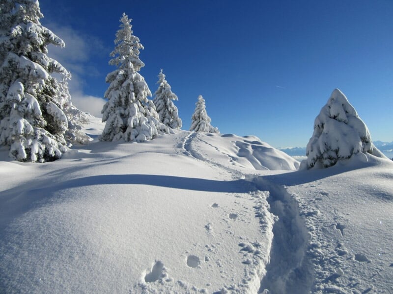 Paysage hivernal avec sentier dans la neige et arbres couverts de neige sous un ciel bleu clair
