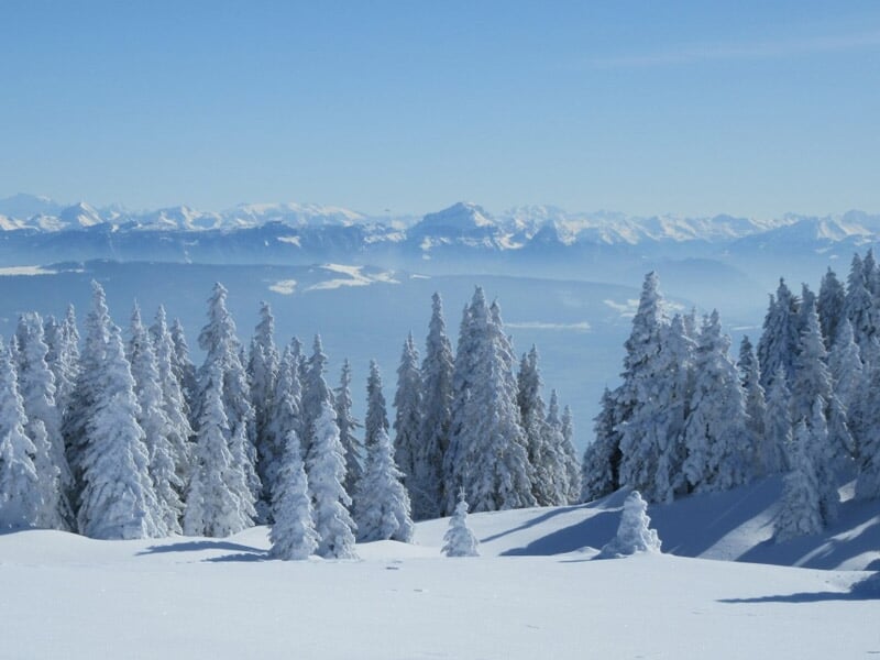 Forêt de sapins enneigés avec un sentier de neige serpentant entre les arbres sous un ciel bleu