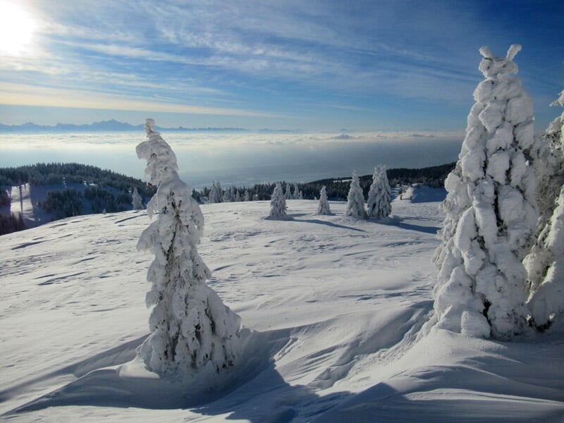Quatre personnes marchant en raquettes sur un champ enneigé avec une forêt et un ciel bleu clair