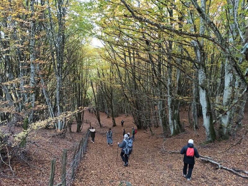 Groupe de randonneurs marchant sur un sentier forestier couvert de feuilles en automne sous des arbres dorés.