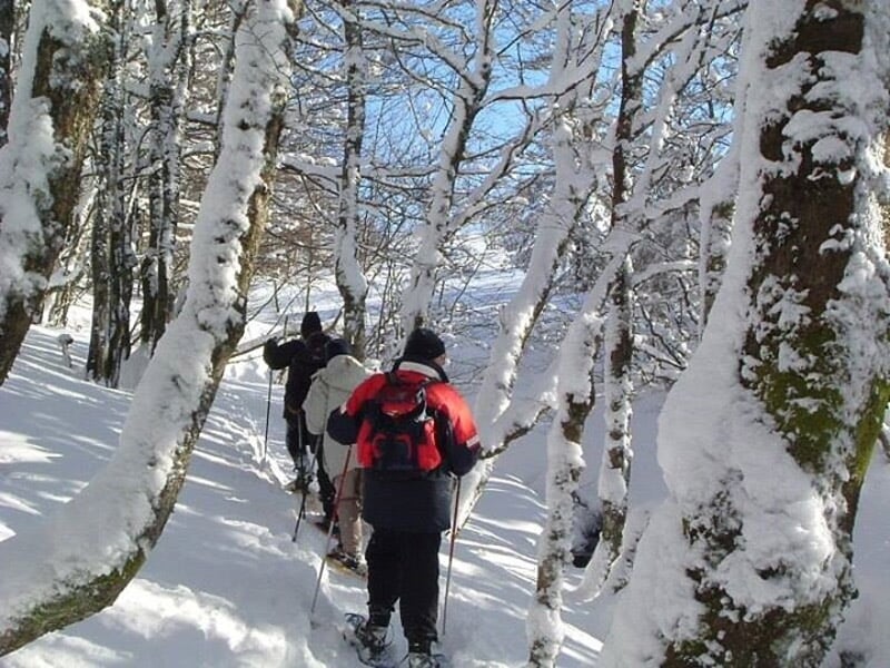 Personnes en raquettes à neige marchant dans une forêt enneigée avec des arbres couverts de neige.