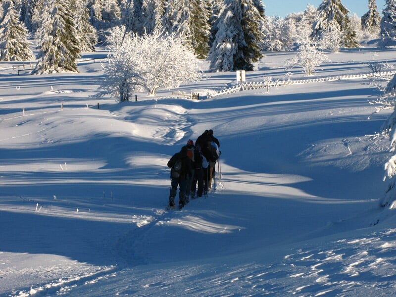 Groupe de randonneurs marchant dans une étendue de neige profonde entourée d'arbres enneigés sous un ciel clair.