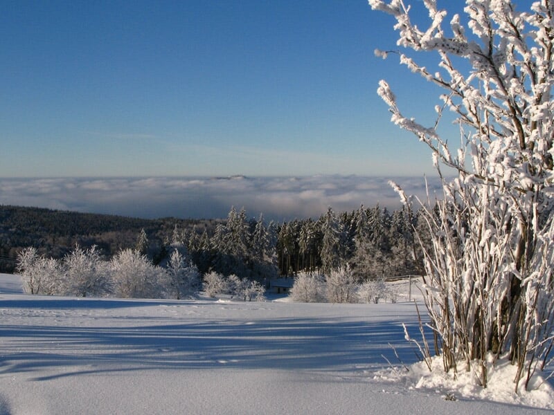 Paysage hivernal avec neige fraîche, arbres givrés et ciel bleu clair au-dessus d'une plaine enneigée.