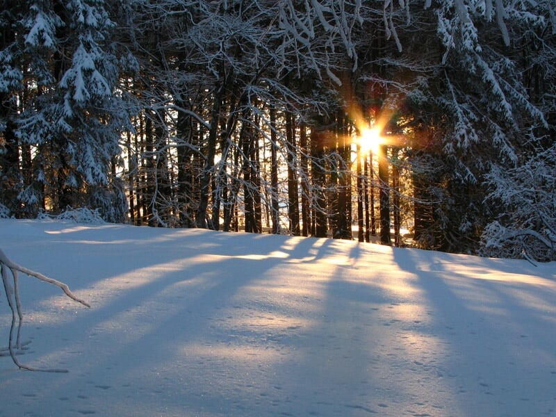 Soleil couchant filtrant à travers les arbres enneigés, projetant de longues ombres sur la neige immaculée.