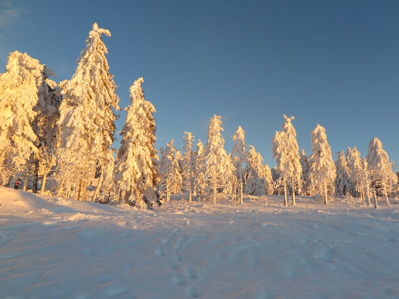 Arbres recouverts de neige dorée par la lumière du soleil couchant dans un paysage hivernal paisible.