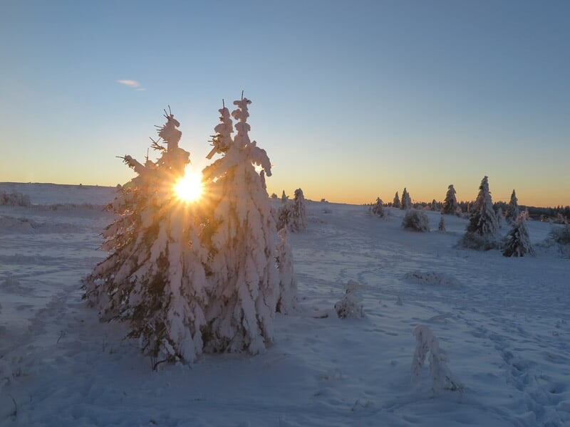 Soleil bas illuminant un petit groupe d'arbres enneigés dans un champ blanc sous un ciel clair.