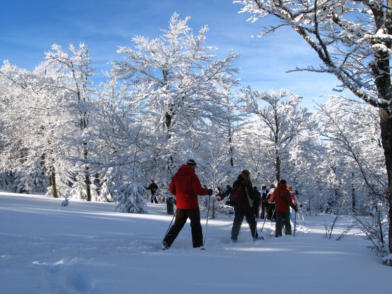 Groupe de personnes en raquettes à neige marchant dans une clairière enneigée sous un ciel bleu.