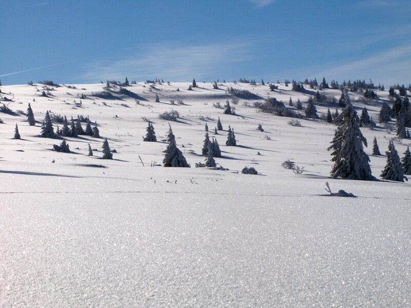 Paysage hivernal avec étendue de neige scintillante et quelques sapins dispersés sous un ciel bleu.