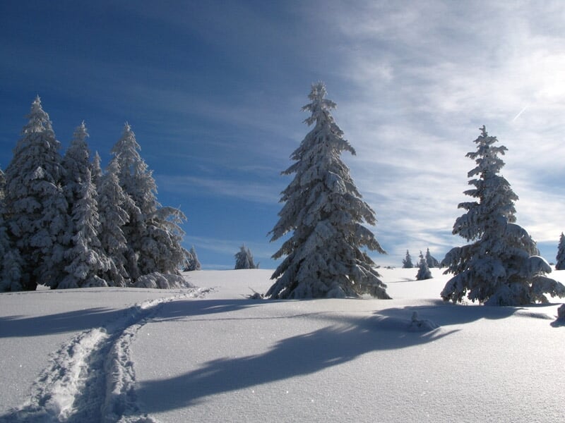 Sentier dans la neige avec traces de pas, entouré de grands sapins enneigés sous un ciel bleu.