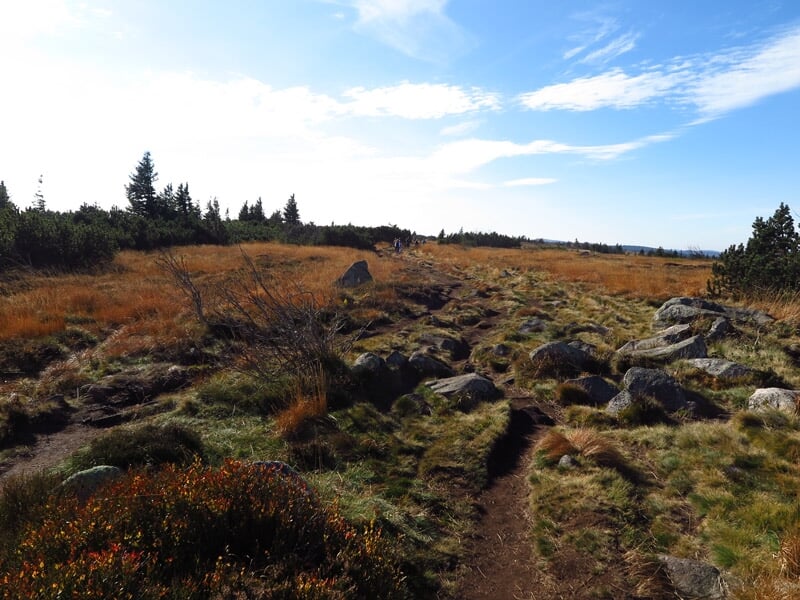 Chemin de randonnée dans une prairie avec herbes hautes et collines boisées à l'horizon sous un ciel clair.