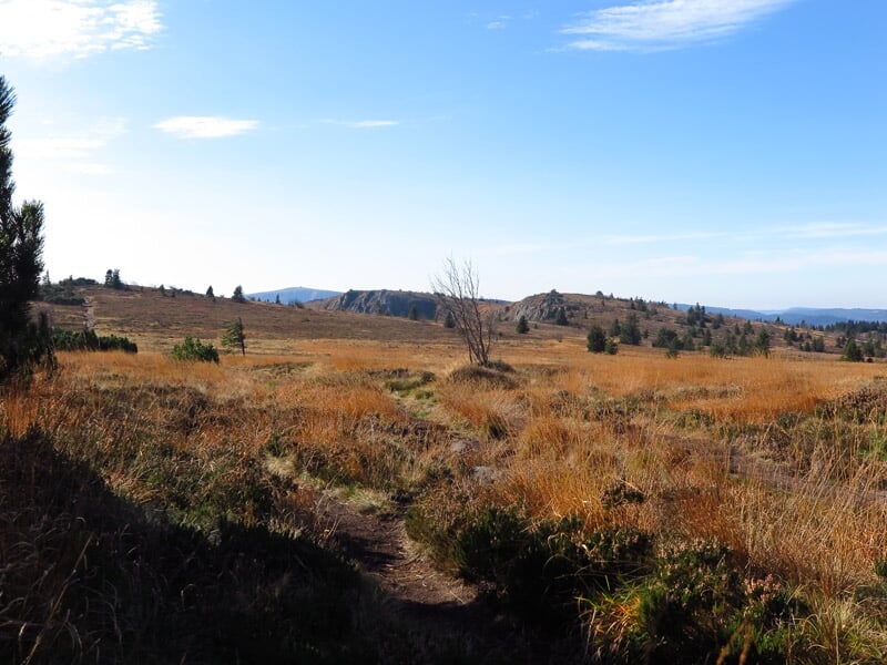 Paysage de prairie avec sentier, arbres clairsemés et ciel bleu clair en arrière-plan
