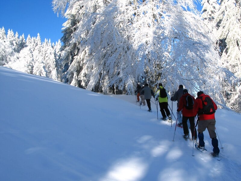 Personnes en raquettes à neige progressant dans une forêt enneigée sous un ciel bleu