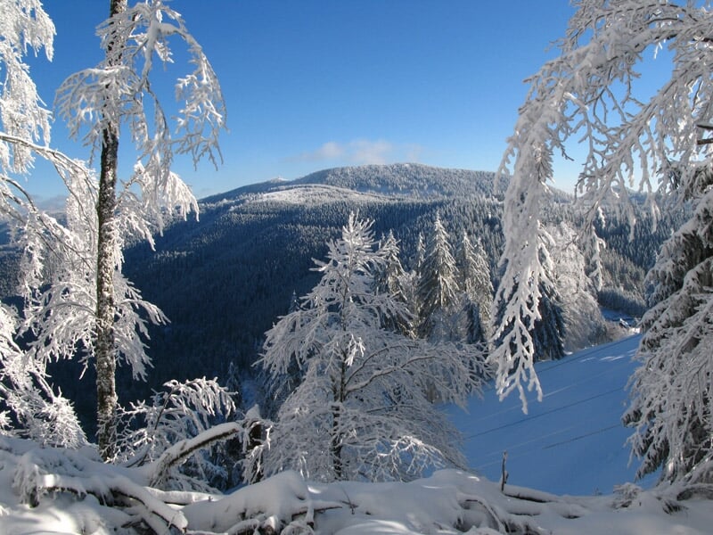 Paysage hivernal avec arbres couverts de neige et montagnes en arrière-plan